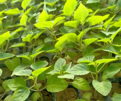 一串紅（穴盤(pán)苗）