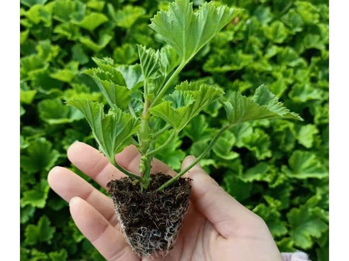 天竺葵（穴盤苗)