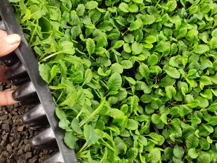 報(bào)春花（穴盤苗）